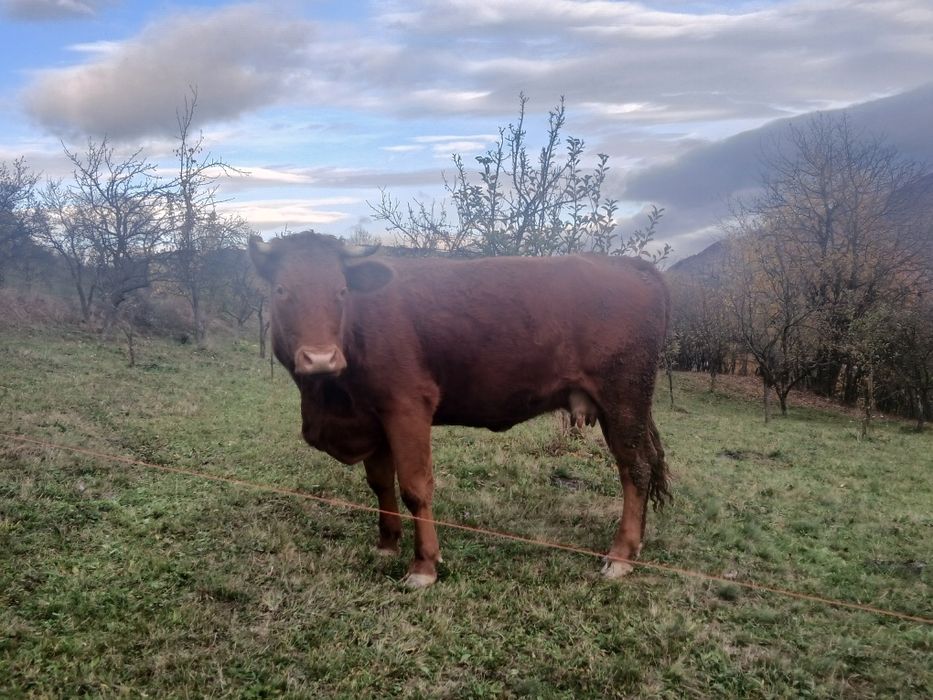 Vând juninca de  3 ani