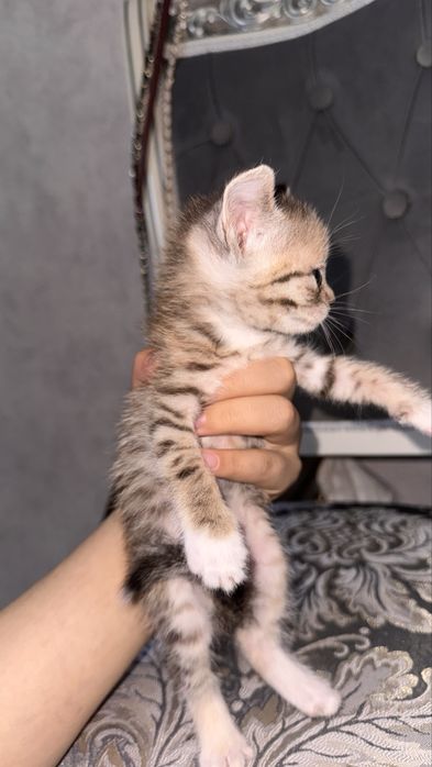 Маленькие котята. пол:ж