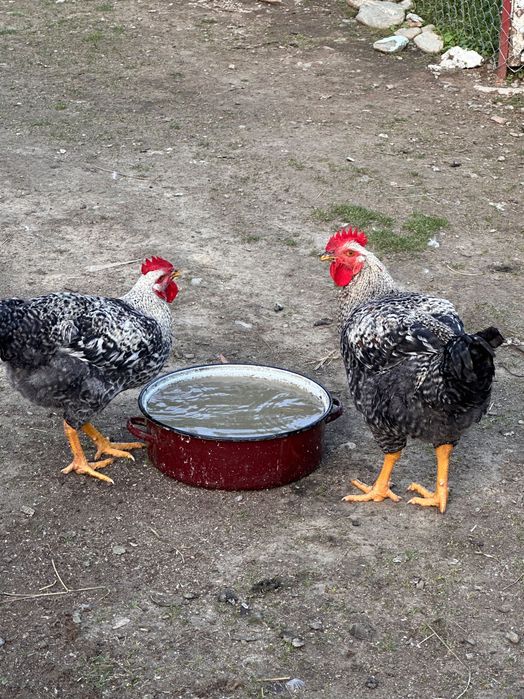 Cocoși mari și sănătoși