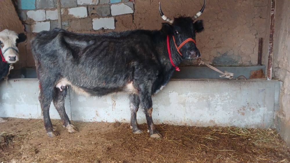 Бұзаулы сиыр сатылады туркестан