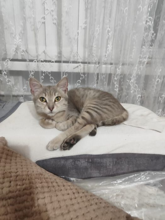 Отдадим котёнка 2,5месяца [мальчик]