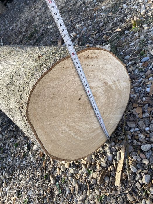Vand lemn tuia si pawlonia