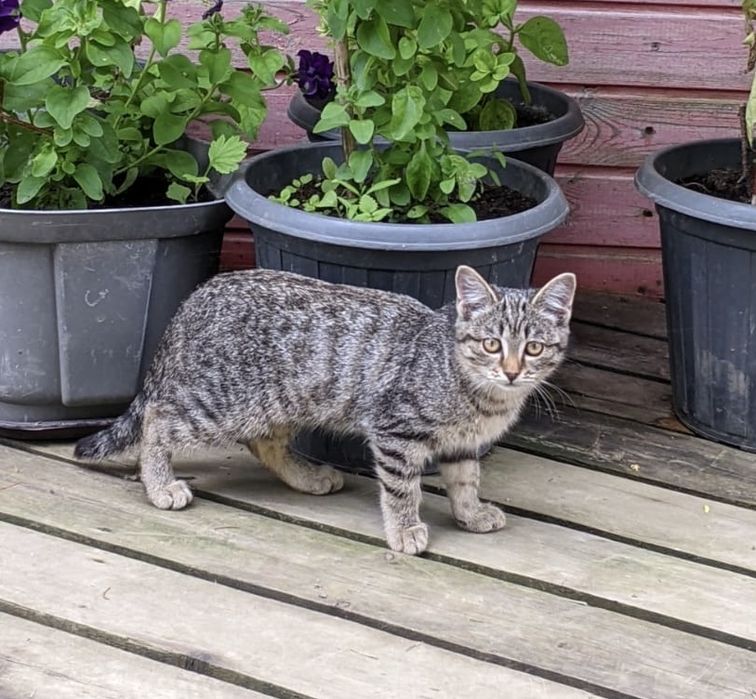 Котята 4-х месяцев ищут хозяенв