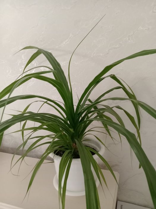 Продам крупное комнатное растение