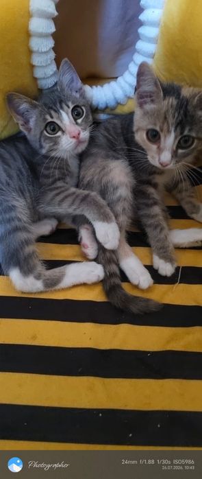 Отдам котят в добрые руки