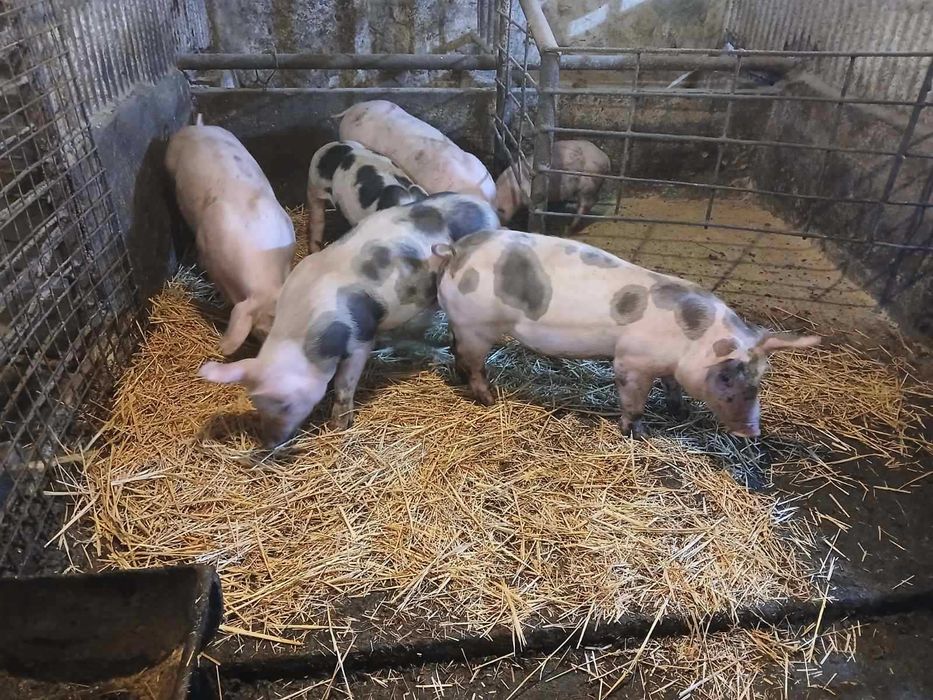 Продавам малки прасета