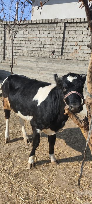 Ғунажинлар сотилади