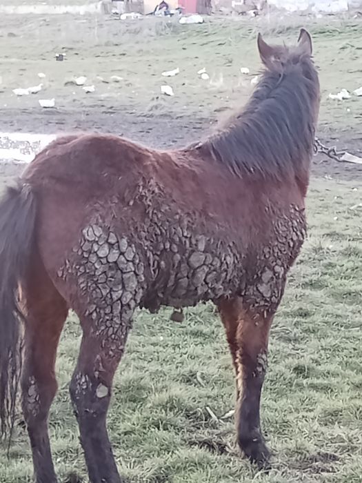 Vînd mânz de 10 luni