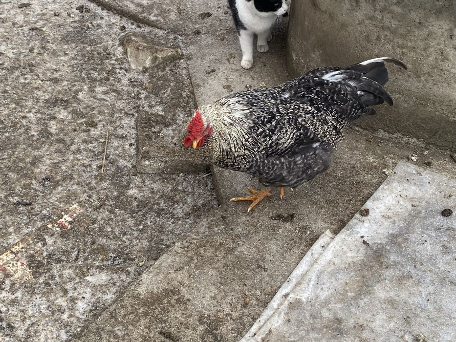 Vand cocosi brahma si de curte