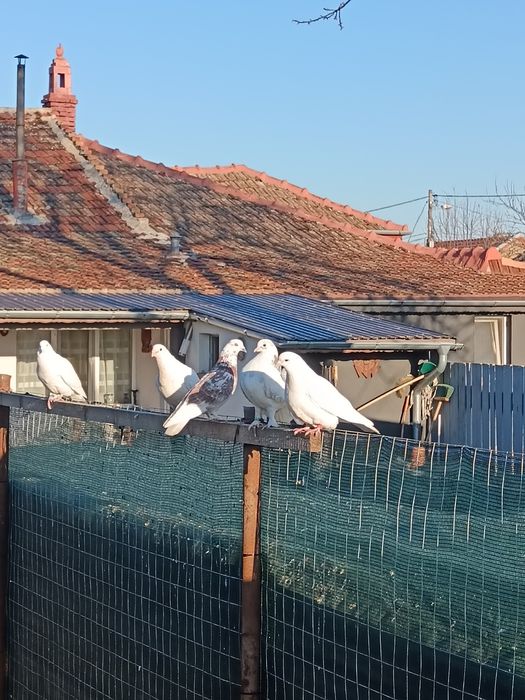 Porumbei voiajori albi