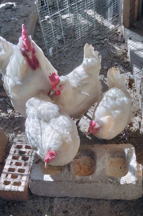 Cocoș și găini de vânzare