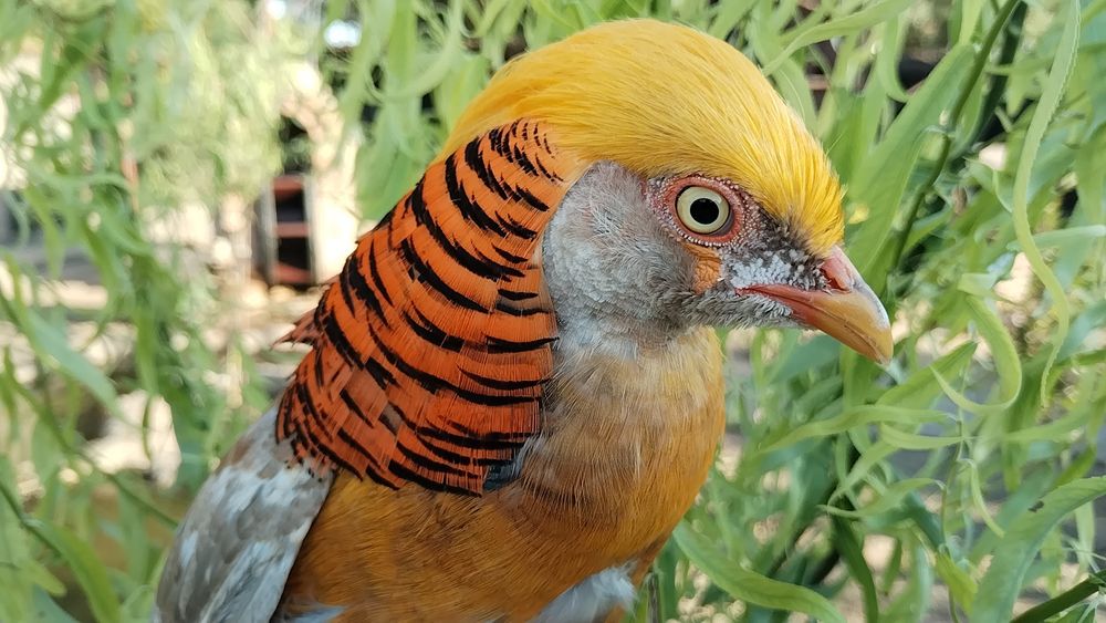 Fazani exotici , roșu,galben,piersica,violet.