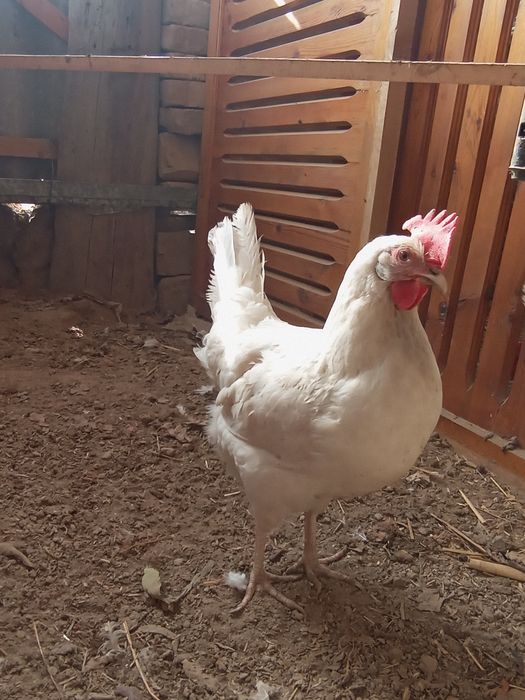 Legorin stakanchik tuxumlariga zakaz olamiz 15 min