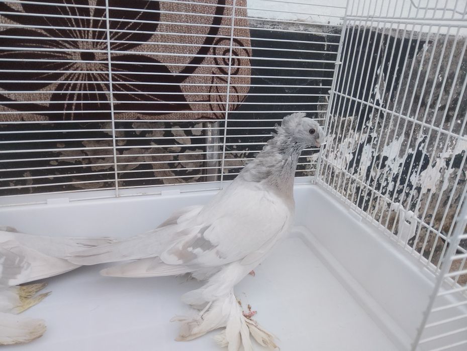 Продаются пепельные