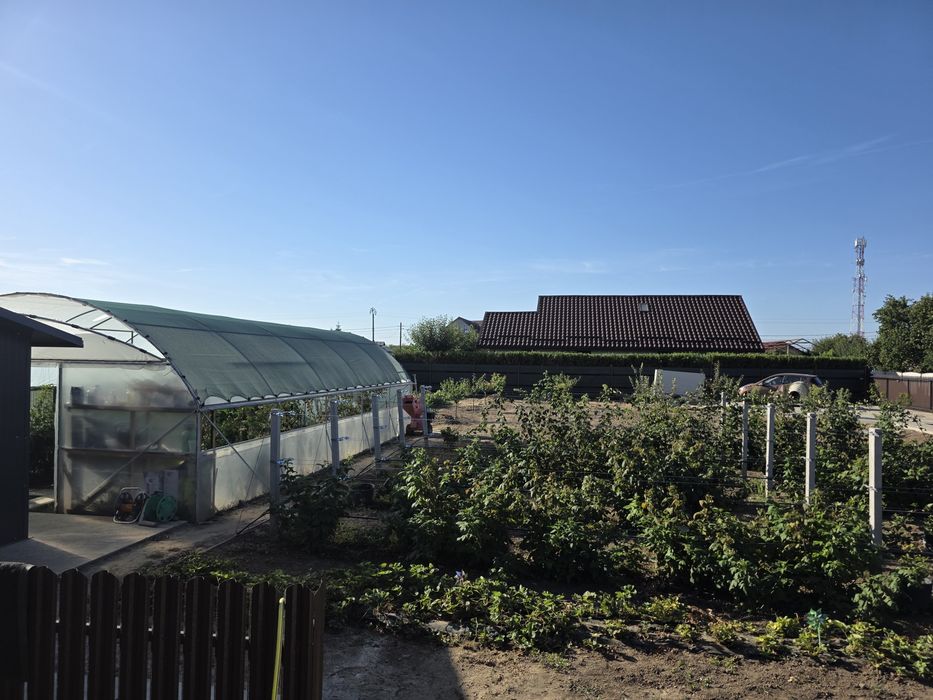 Teren 800 mp în Amara – intravilan, utilități, pomi, vie, zmeură, solar