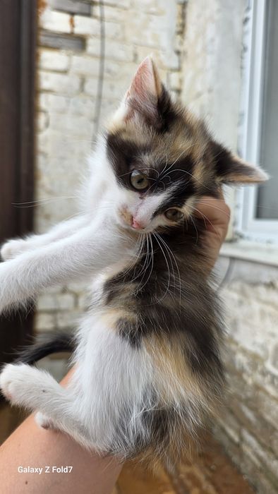 Отдам милых котят. В добрые руки
