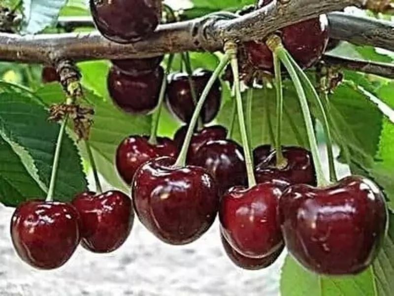 Гилос кучатлар бор 100% ишонжли