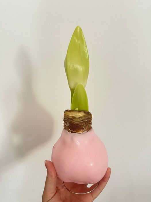 Амариллис в воске/ луковицы Амариллиса