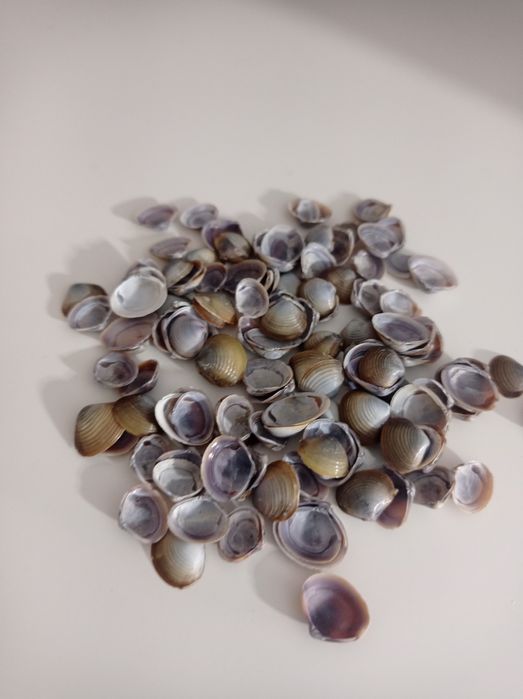 рыбкам камушки ракушки