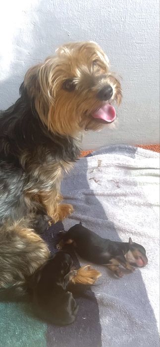 Йоркширски териери