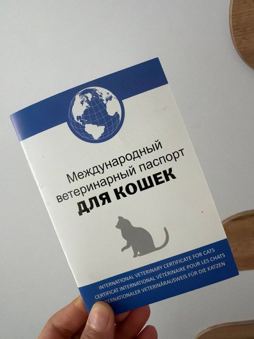 Shotlandski shinshila serebirstaya 2oylik