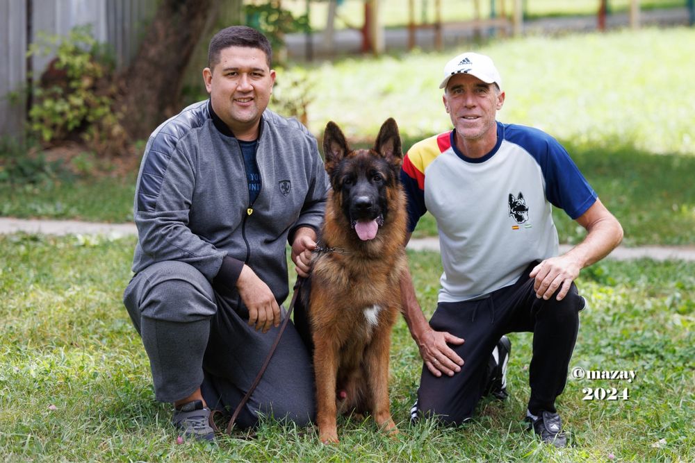 Немецкая овчарка щенки