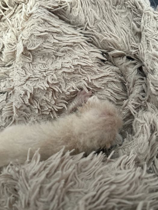 котята
