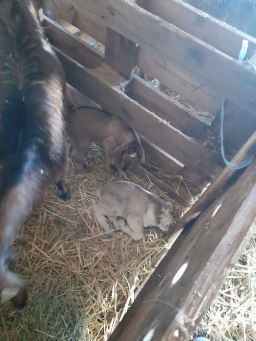 Vând tapisori metis