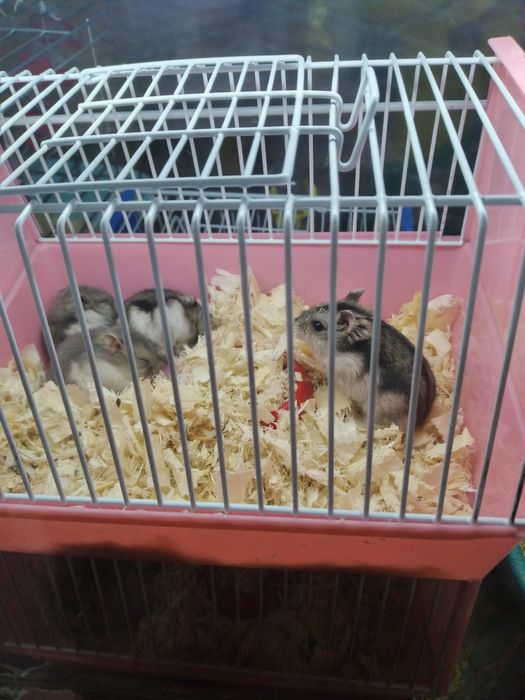 Хомячки джунгарские