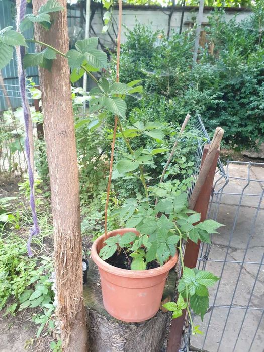 Vand plante si puieti la ghiveci.