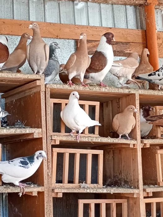 Vând porumbei galbeni și straseri