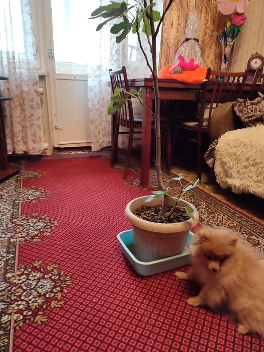 Померанский шпиц. Мини, мини девочка от Чемпиона.