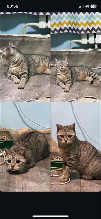 Отдаи кошку в хорошие руки
