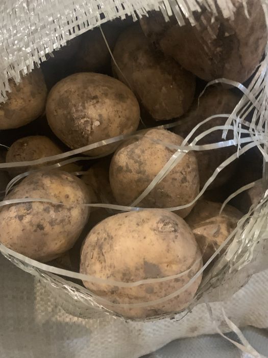 Картофель товарный