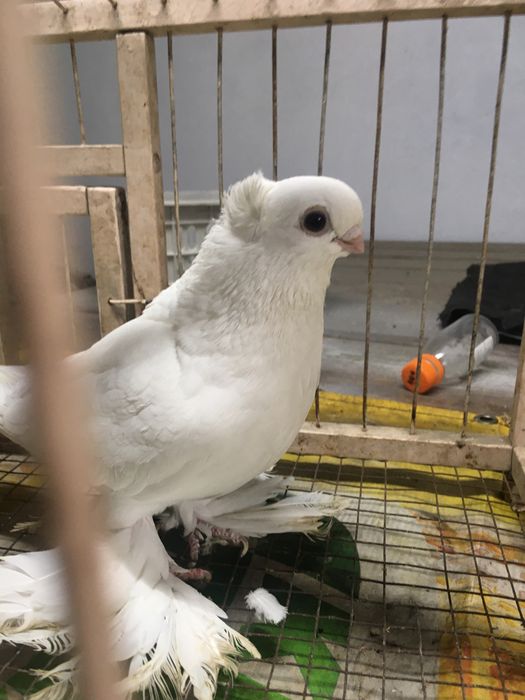 Белая самка молодая