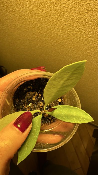 Гибискус, Аглаонема Фридман, Хойя