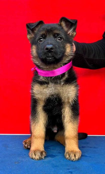 Щенки Немецкой Овчарки . Кобели. С документами.