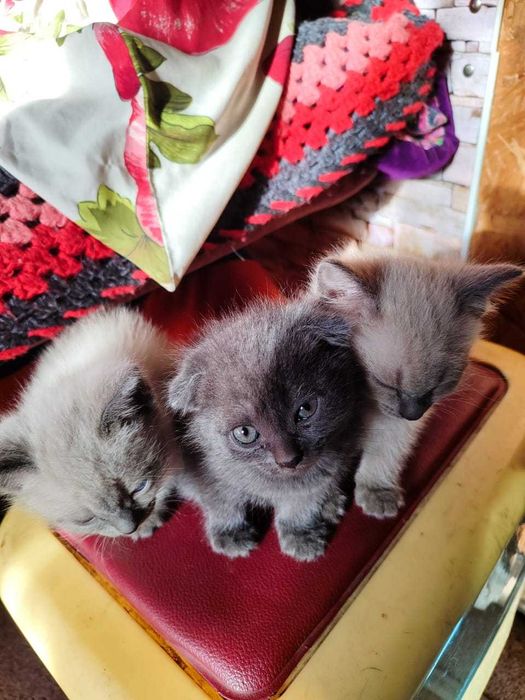 Котята вислоухие в добрые руки