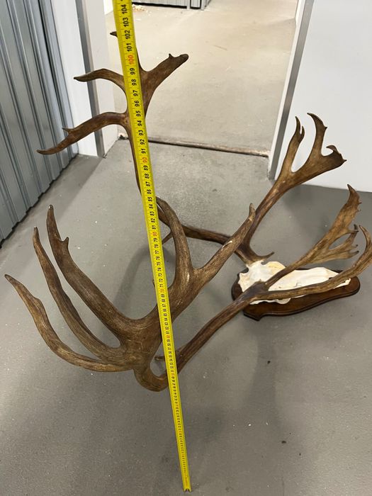 Огромен трофей от карибу - Северен Елен