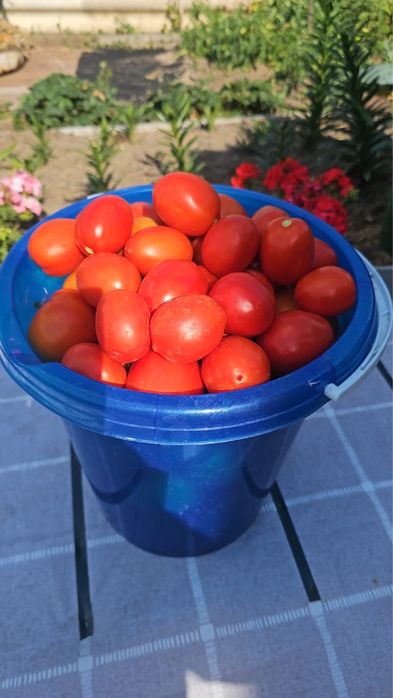 Продам помидоры домашние