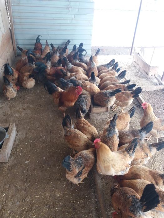 Инкубационое яйцо кученской