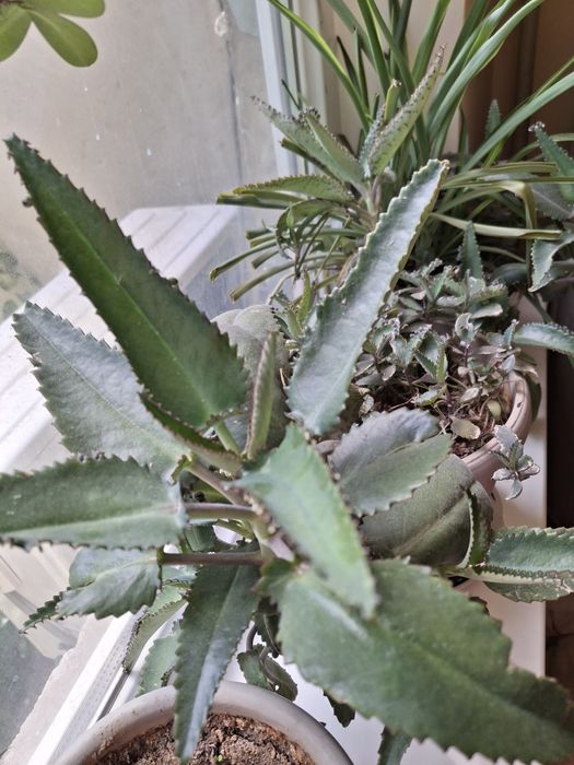 Цветок  лечебный