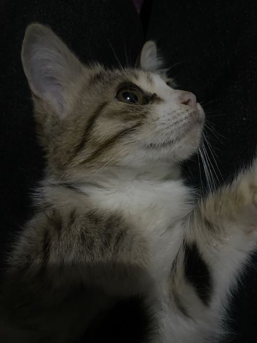котенок ищет дом
