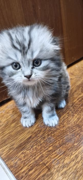 Шотландский котенок