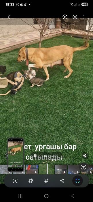 Сабаки девочки тобет