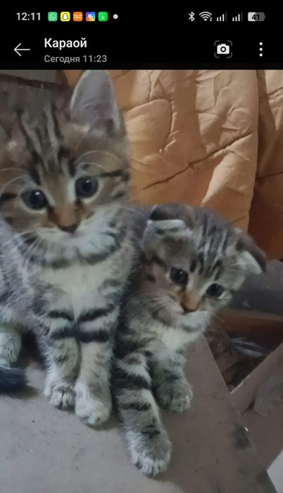 Продам котят (девочки)