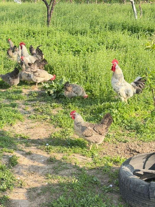 Барковская барвистая