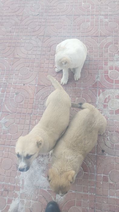 Шеньки,  Алабай күшіктері