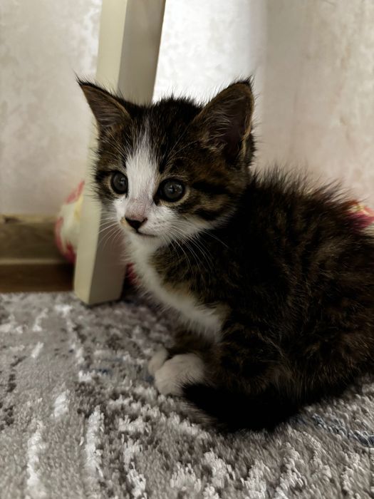 котенка в добрые руки