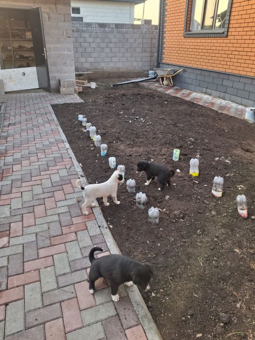 Отдам щенков в хорошии руки